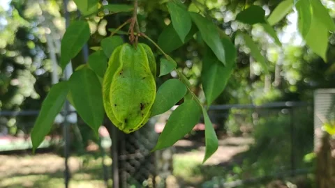Green star fruit on the tree moving slowly in the wind Stock Footage 196684830