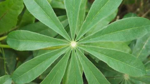 Green Star 스톡 사진