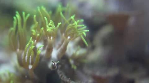 Green Star Polyps Macro 库存影片 12147324