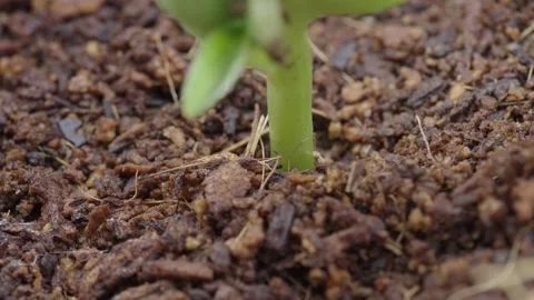 Green Stem Coming Out Of Dirt, Macro View Stock Footage 296576809