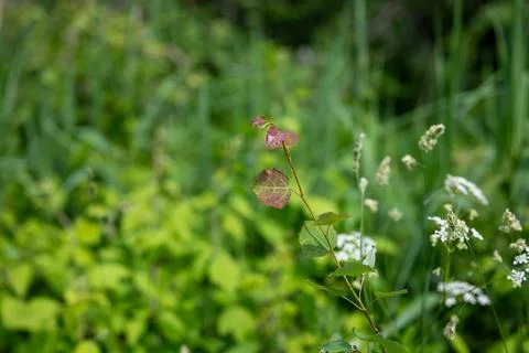 Green stem features two leaves Stock Photos
