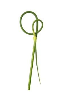Green stem of garlic. Stock Photos