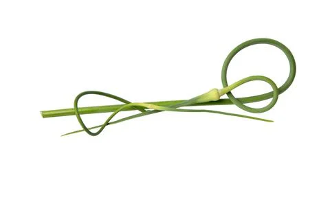 Green stem of garlic. Stock Photos