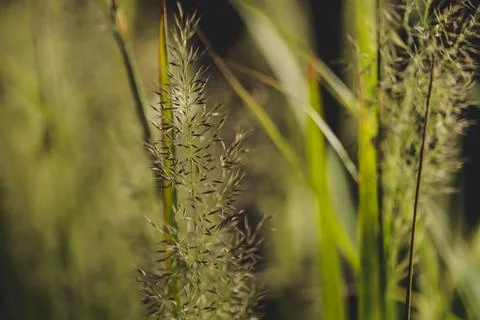 Green Stem Grass Close Up on Meadow at night Stock Photos