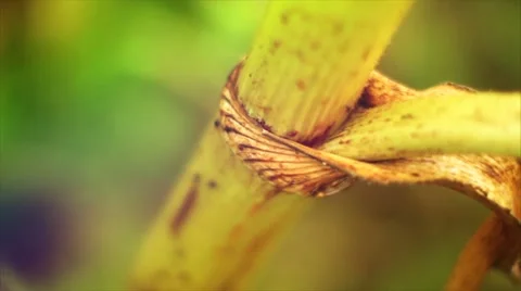 The green stem of the plant crawling insects. Summer Macro shooting. Stock Footage 50088451