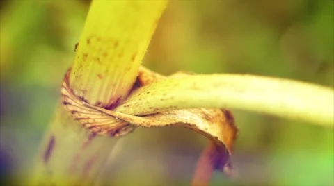 The green stem of the plant crawling insects. Summer Macro shooting. Video stock 50089587
