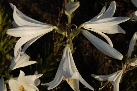 On a green stem three bright white lilies bloom looking in different directio Stock Photos