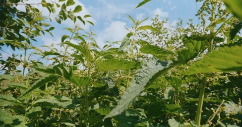 Green Stems and Leaves of Common Nettle Stock Footage 276690103