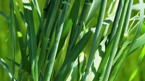 Green stems and leaves of wheat plants Video stock 62550167