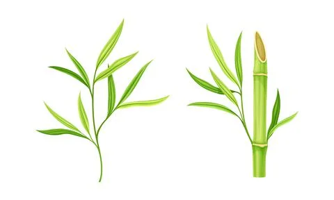 Green stems of bamboo tree set. Eco fresh green decor elements vector Stock Illustration