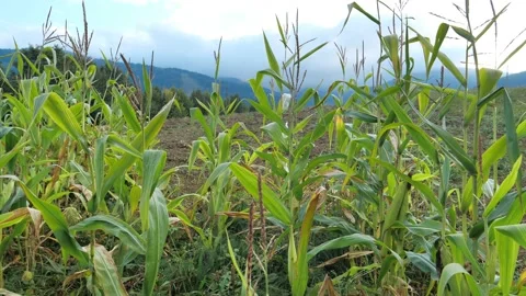 Green stems of corn on the field Stock Footage 141425406