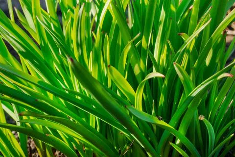 Green stems of daffodils as a background. Spring and summer backgrounds Stock Photos