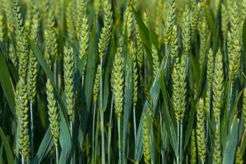 Green stems of grain Stock Photos