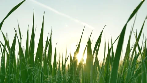 Green stems of grass against sunlight in summer morning Stock Footage 171670212