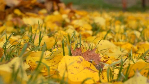 Green stems of grass break through the yellow fallen leaves. Stock Footage 119560202