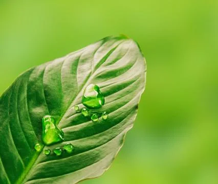 Green step, close-up Stock Photos