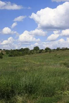 Green steppe grass, distant forest, blue sky with clouds. Landscape. Foto stock