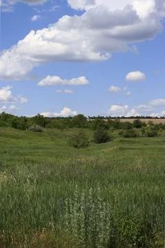 Green steppe grass, distant forest, blue sky with clouds. Landscape. Stock Photos
