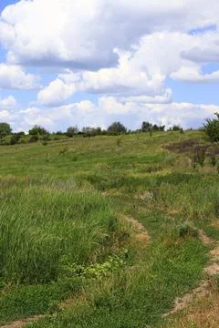 Green steppe grass, distant forest, blue sky with clouds. Landscape. Stock Photos