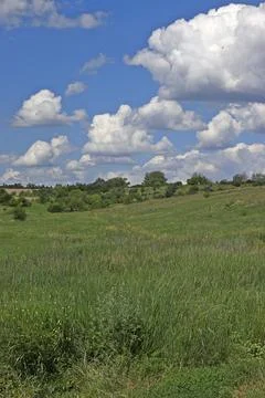 Green steppe grass, distant forest, blue sky with clouds. Landscape. Foto stock