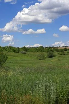 Green steppe grass, distant forest, blue sky with clouds. Landscape. Foto stock