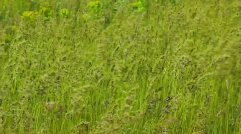 Green steppe grass Stock Footage 49777399