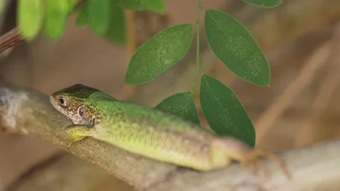 Green steppe lizard sits on branch. Close-up lizard basking in sun. 库存影片 139650995