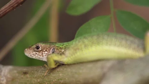 Green steppe lizard sits on branch. Close-up lizard basking in sun. Stock Footage 139651114