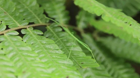 Green Stick Bug Видео 60032507