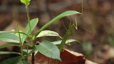 Green Stick Bug on Leaf, Borneo, Indonesia Stock Footage 142918377