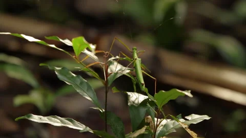 Green Stick Bug on Leaf, Borneo, Indonesia Stock Footage 142918418