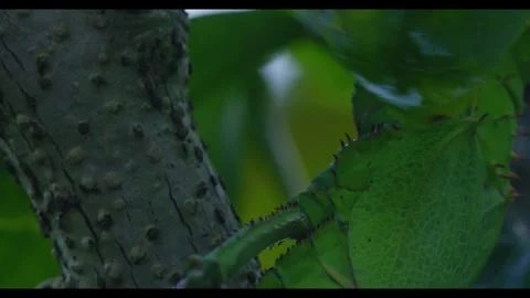 A green stick leaf insect climbing up a branch in slow motion extreme close Stock Footage 331299910