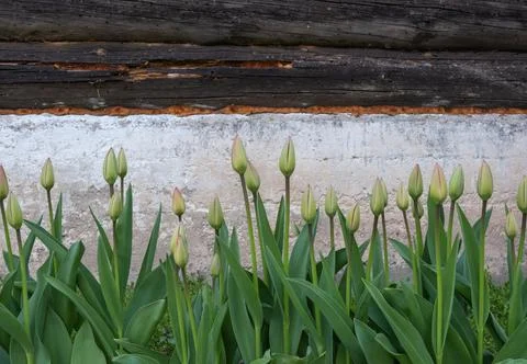 Green, still unblown buds of spring tulips in a slender row near an old log.. 写真素材