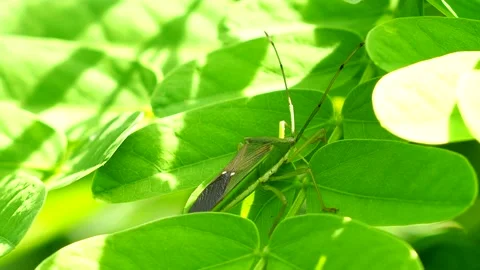 Green sting bug is holding on the leaf, out door Chiangmai Thailand Stock Footage 205287465