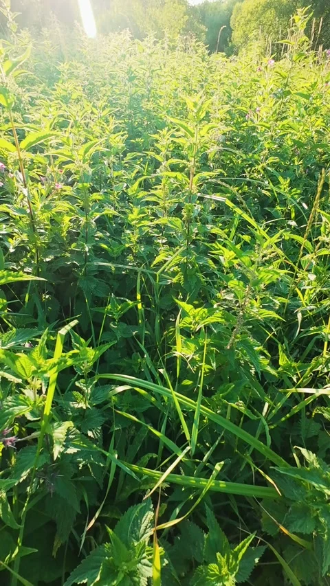 Green stinging nettle grows in the field in summer. Stock Footage 343678187
