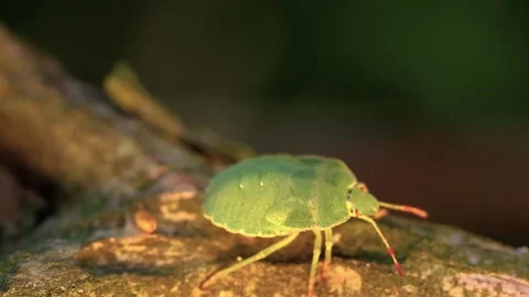 Green Stink Bug on Branch. Stock Footage 307264262