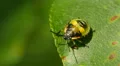 Green Stink Bug (Chinavia hilaris) Nymph 5 HD Footage