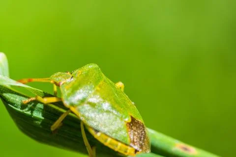 Green stink bug crawling on leaf Stock Photos