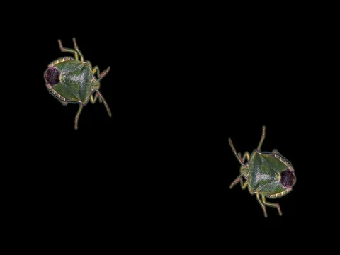 Green stink bug in front of black background Stock Footage 76359793