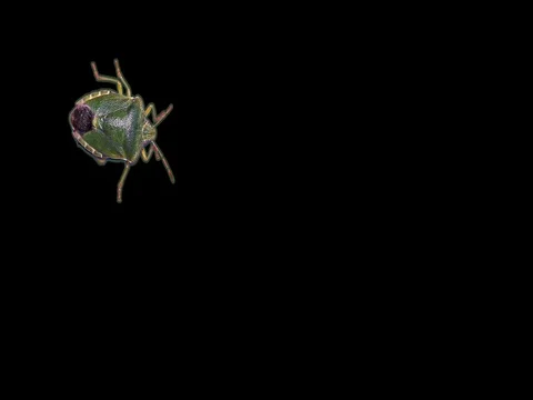 Green stink bug in front of black background Stock Footage 76359828
