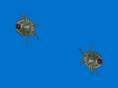 Green stink bug in front of blue background Stock Footage 76359798