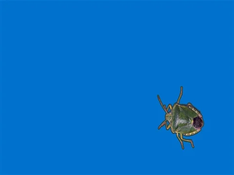 Green stink bug in front of blue background Stock Footage 76359805
