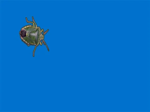 Green stink bug in front of blue background Stock Footage 76359819