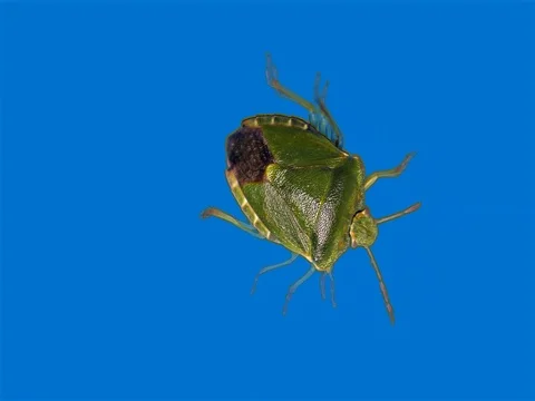 Green stink bug in front of blue background Stock Footage 76359864