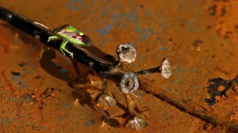 Green Stink Bug leaving water. Stock Footage 50113405