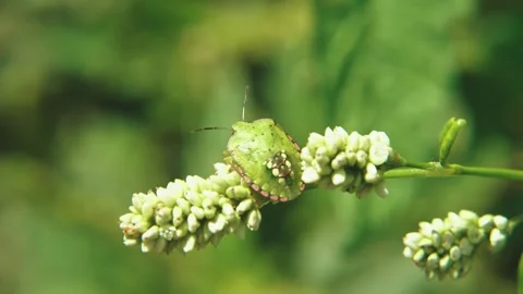 Green stink bug Nezara viridula macro crawling on leaf Stock Footage 317006967