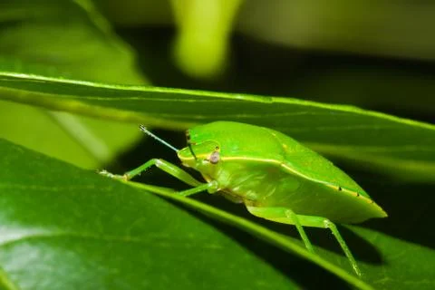Green stink bug or shield bug (nezara viridula). Stock Photos