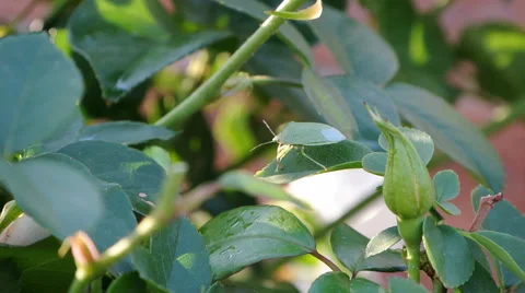 A green stink bug perched on a rose bush. Stock Footage 43033047