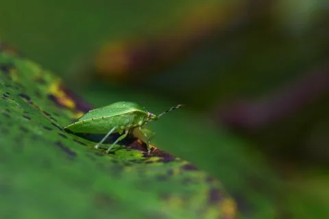 Green Stink Bug Stock Photos