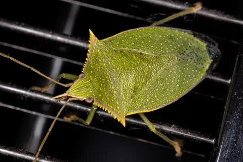 Green Stink Bug Stock Photos